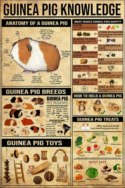 Guinea pig knowledge poster