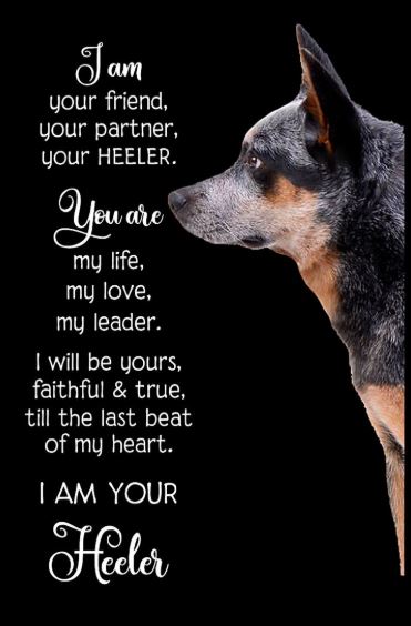 I am your friend your parner you heeler poster